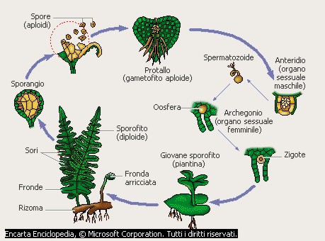 La felce pianta